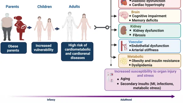 Ouderlijke obesitas verhoogt cardiorenale risico's bij nakomelingen — review