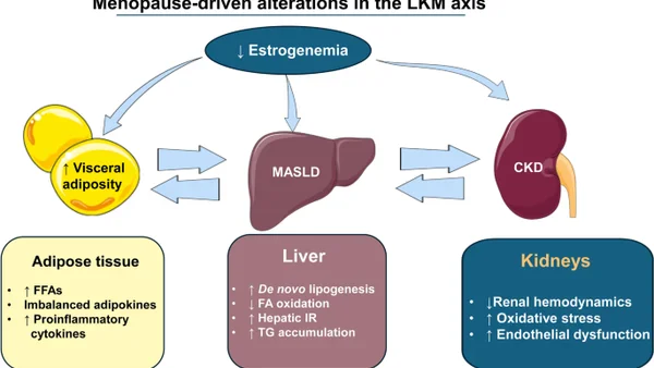 Menopauze verstoort lever-nier-metabool evenwicht; hormoontherapie niet bewezen voor MASLD- of CKD-preventie