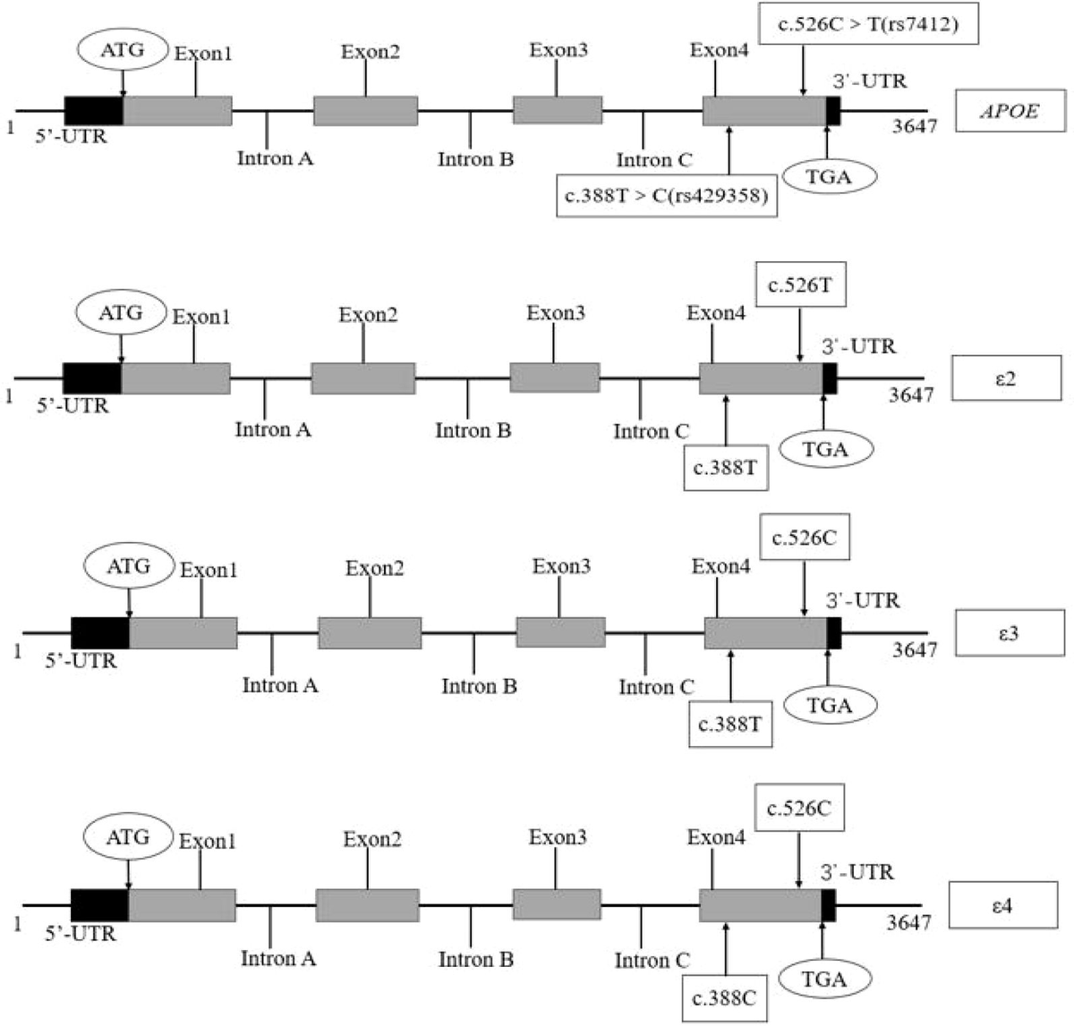 Apolipoproteïne E-genpolymorfismen en het risico op coronairlijden