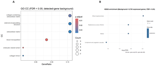 Transcriptomische onderdrukking van immuun- en ECM-stabiliteit in skeletspier bij CKD