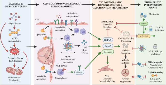 Diabetes en calcifiërende aortaklepziekte: gedeelde immunometabole pathways en therapeutische kandidaten